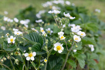 several strawberry flowers on the stem. Blossoming of strawberries. Strawberries bushes in growth at garden.
