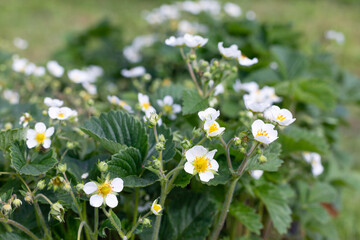 Fototapeta premium several strawberry flowers on the stem. Blossoming of strawberries. Strawberries bushes in growth at garden.