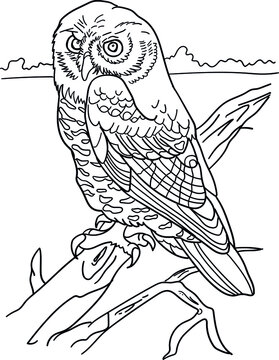 coloring book - owl on a branch
