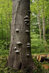 Polypores on a tree trunk 