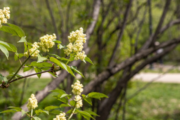 Branch of white lilac with green leaves and buds blooms on a green blurred background in summer