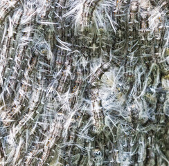 Large group of furry hairy caterpillars of Lappet Moths (Lasiocampidae) nest closeup hanging on a tree in Kruger National Park, South Africa