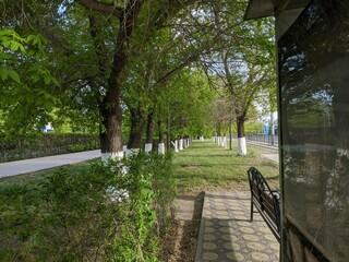 Fototapeta na wymiar park area with green trees