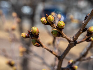 A tree with new leaves growing for spring