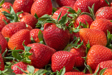 Large red fresh strawberries. Background of red apples with green leaves close-up. Selective focus.