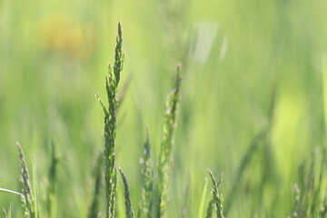 Green grass close up. Natural green background. Shallow depth of field.