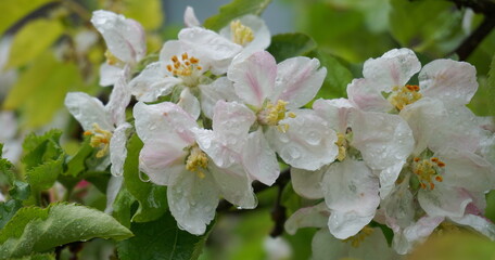 Beautiful and delicate apple flowers in the morning sun after rain close up.  Apple blossom. Spring background.