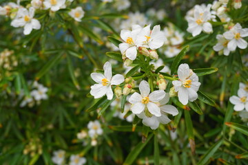 Fototapeta premium Choisya shrub with delicate small white flowers after rain in the morning sun. Mexican Mock Orange evergreen shrub.