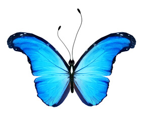Color Morpho butterfly , isolated on the white background