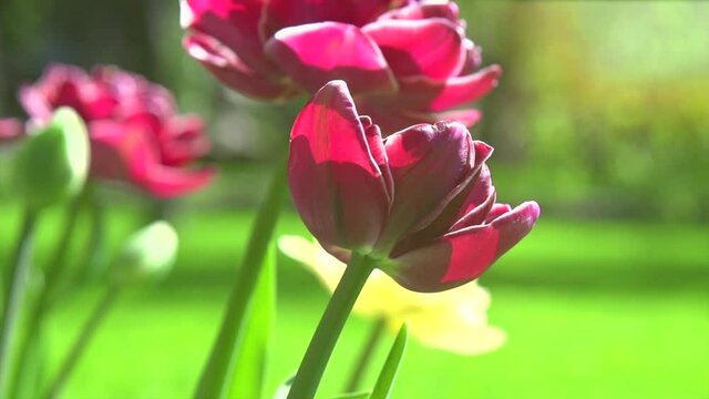 Tulips blooming in spring garden. Beautiful pink tulip flowers blooming, over green grass background. Gardening concept. Tulip bunch of spring Easter flowers, close-up. Holiday bouquet. Slow motion