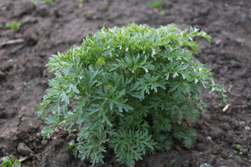 Shot of green wormwood plant 