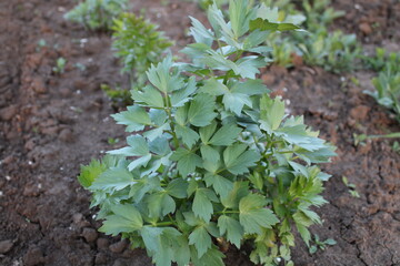 Shot of a lovage (Levisticum officinale)