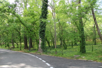Inside park, forest landscape
