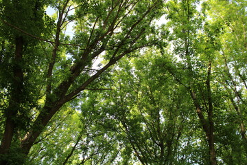 Inside park, forest landscape