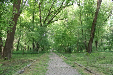 Obraz premium Inside park, forest landscape