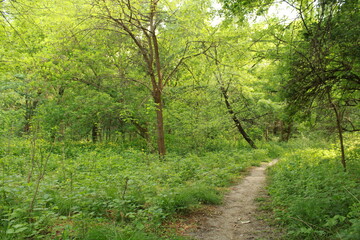 Fototapeta na wymiar Inside park, forest landscape