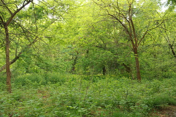 Inside park, forest landscape