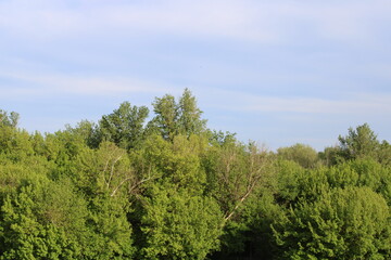 Trees and blue sky