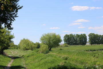 Shot of green landscape
