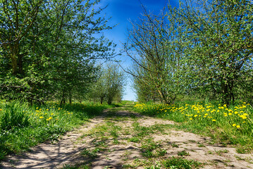 Farm track through fruit orchards in a low angle view