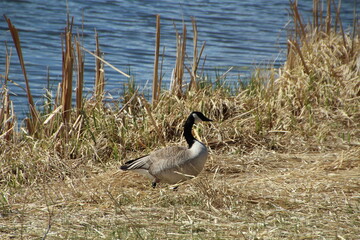 Walk Of The Goose, Pylypow Wetlands, Edmonton, Alberta