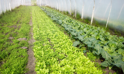 Organic vegetable cultivation in polytunnel.