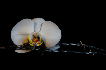 White orchid blossom and barbed wire isolated on black background, concept of femininity and pain