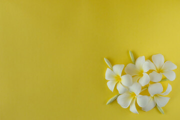 frangipani flowers on a yellow surface