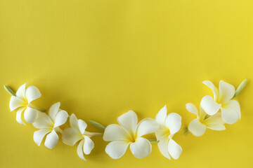 frangipani flowers on a yellow surface