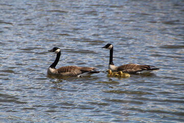 Obraz premium Family On The Water, Pylypow Wetlands, Edmonton, Alberta
