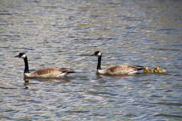 Obraz premium Family Going Across The Lake, Pylypow Wetlands, Edmonton, Alberta