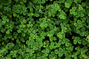 Natural green dark background. Plant and herb texture. Leafs green young fresh oxalis, shamrock, trefoil close-up. Beautiful background with green clover leaves for Saint Patrick's day