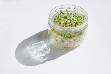 Microgreens sprouts of Watercress in a glass jar. Fresh microgreens superfood concept shows easy home growing cultivation. Micro salad sprouts for healthy eating, vegan lifestyle and dieting nutrition