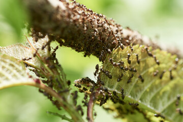 Invasion of black ants crawling on green leaf and branch of a tree in springtime.