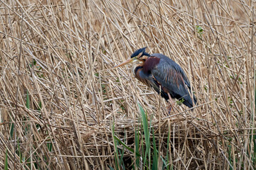 Purple heron (Ardea purpurea) stands on its nest in the reeds.
