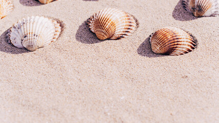 Fototapeta na wymiar Tropical background with seashells, shells on sand tropical sea beach. Design of summer vacation holiday concept.