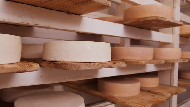 Cheese wheels maturing on shelves - in various stages of ripening