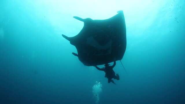 Gigantic Black Oceanic Birostris Manta Ray floating on a background of blue water in search of plankton. Underwater scuba diving. Shots it Mexico Socorro.