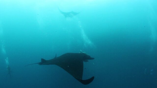 Gigantic Black Oceanic Birostris Manta Ray floating on a background of blue water in search of plankton. Underwater scuba diving. Shots it Mexico Socorro.