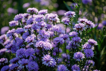 Fototapeta premium Closeup nature view of Purple Chrysanthemum 
