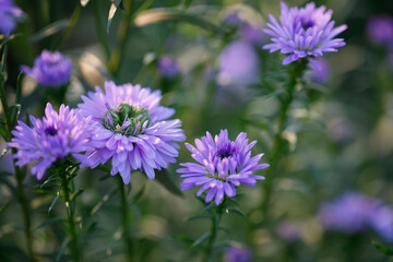 Fototapeta premium Closeup nature view of Purple Chrysanthemum 