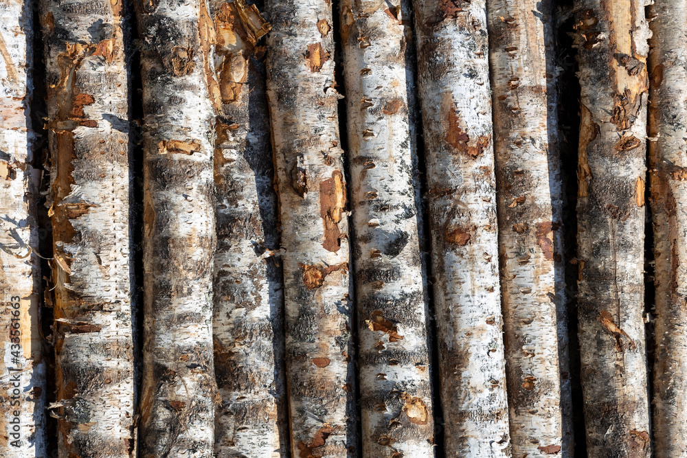 Poster birch logs in rows. the trees are stacked with stacks. timber