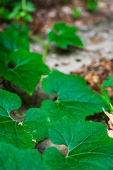 Fototapeta premium Pumpkin green leaves on natural background.