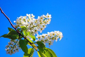 Bird cherry flowers against the clear blue sky. Closeup of bird cherry inflorescence backlit by sunlight.