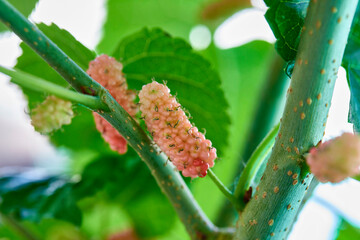 bunch of  mulberry