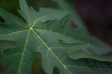 Papaya green leaf texture on nature dark background