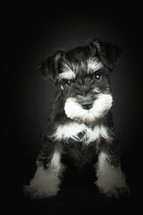 puppy isolated on black , miniature schnauzer 