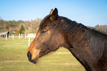 Portrait of a horse in field