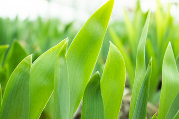 Obraz premium Green grass close up. The sun's rays are shining on the grass.