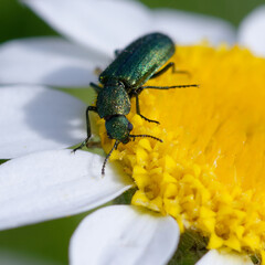 Soft-winged flower beetle (Psilothrix viridicoerulea) on a flower